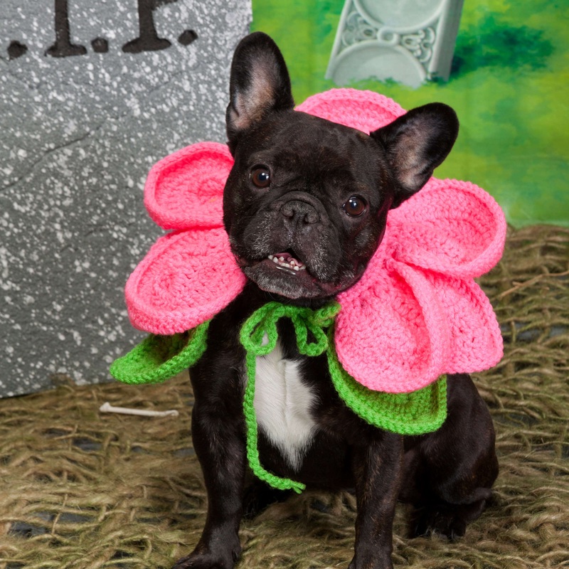 Red Heart Crochet Blooming Dog Costume