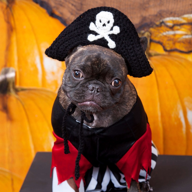 Red Heart Crochet Puppy Pirate Hat