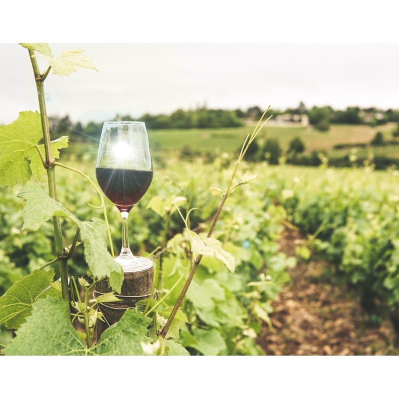 TasteDay Thursday: Bordeaux Beauty